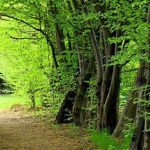 جنگل های هیرکانی ، جاذبه طبیعی بی نظیر ایران