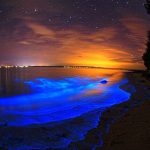 سواحل شب تاب خلیج موسکیتو، نورانی ترین خلیج جهان (+تصاویر)